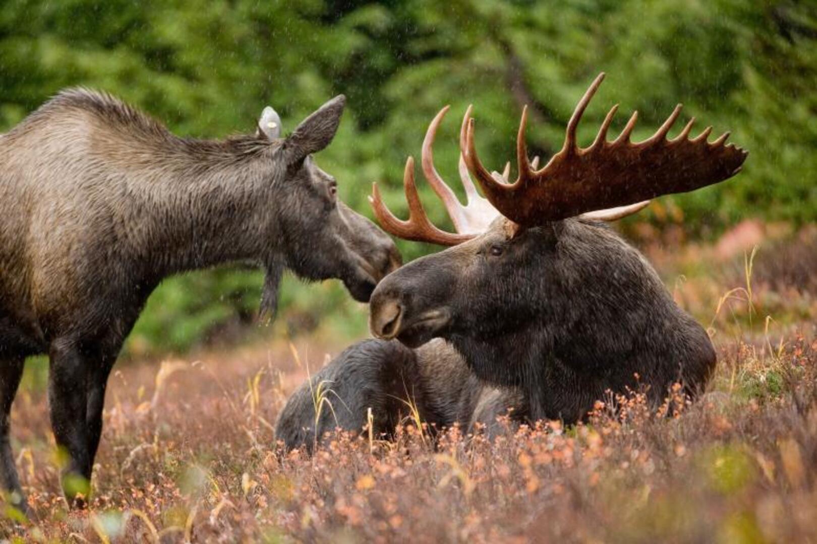 Moose in Newfoundland